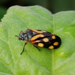 Isozulia