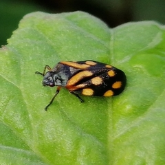 Isozulia