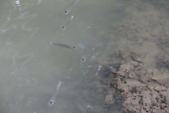 Oxyzygonectes dovii