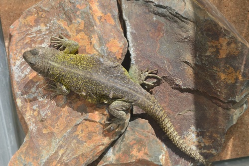 Thorntail Mountain Lizard, Phymaturus mallimaccii