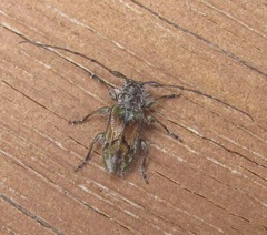 Hybolasius viridescens