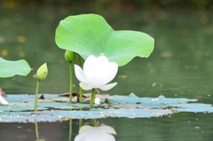 Sacred Lotus