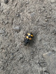 Nicrophorus interruptus