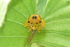 Laccoptera vigintisexnotata