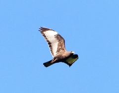 Buteo refectus