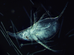 Daphnia cucullata
