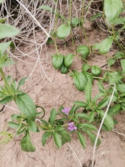 Dyschoriste decumbens