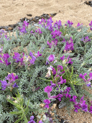 Oxytropis lanata