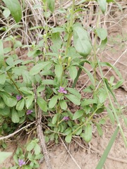 Dyschoriste decumbens