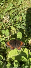 Erebia euryale