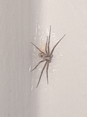 Philodromus
