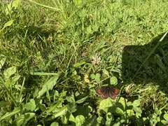 Erebia euryale