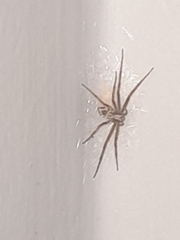 Philodromus