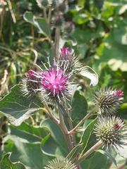 Arctium