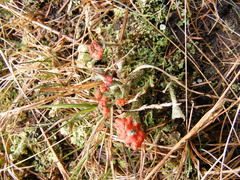 Cladonia coccifera