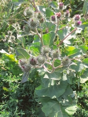 Arctium
