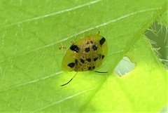 Laccoptera vigintisexnotata