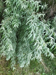 Elaeagnus angustifolia