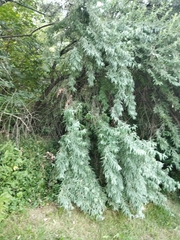 Elaeagnus angustifolia