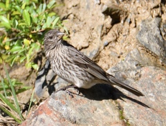 Carpodacus rubicilloides