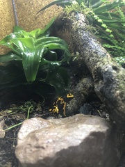 Dendrobates leucomelas