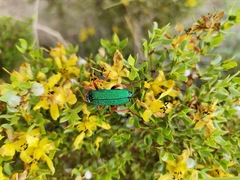 Eupompha fissiceps