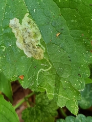 Amauromyza labiatarum