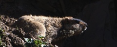 Marmota