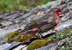 Carpodacus puniceus