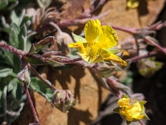 Potentilla morefieldii