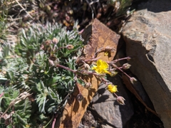 Potentilla morefieldii