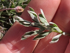 Potentilla morefieldii