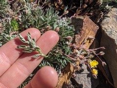 Potentilla morefieldii
