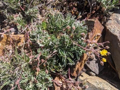 Potentilla morefieldii