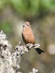 Carpodacus vinaceus
