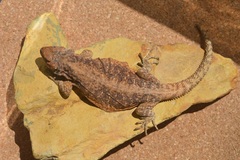 Phymaturus mallimaccii