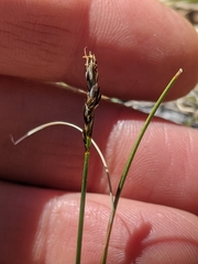Carex duriuscula