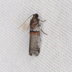 Acrobasis comptella