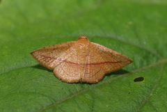 Striglina