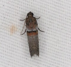 Acrobasis comptella