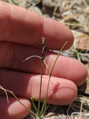 Carex duriuscula