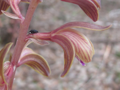 Bletia spicata