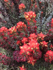 Castilleja latifolia