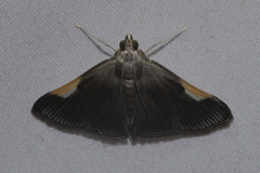 Peribona venosa