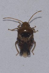 Microdeuterus megacephalus