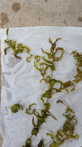 Richardson's pondweed (Potamogeton richardsonii)