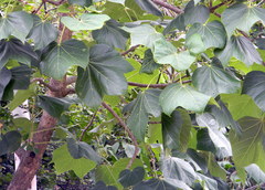 Sterculia urens