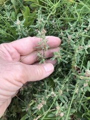 Crocanthemum dumosum