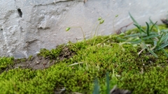 Funaria hygrometrica