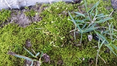 Funaria hygrometrica